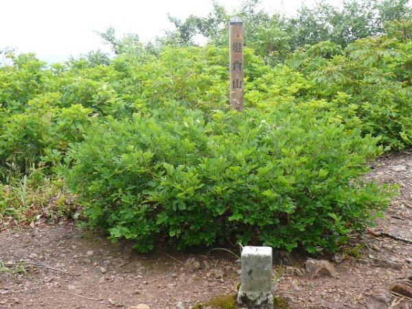 頂上に到着です